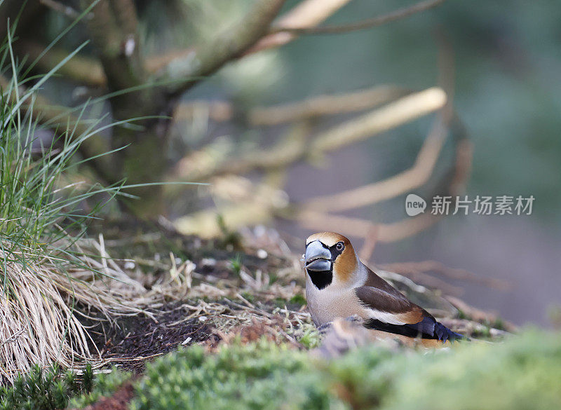 黄翅雀(Coccothraustes Coccothraustes)雄性食